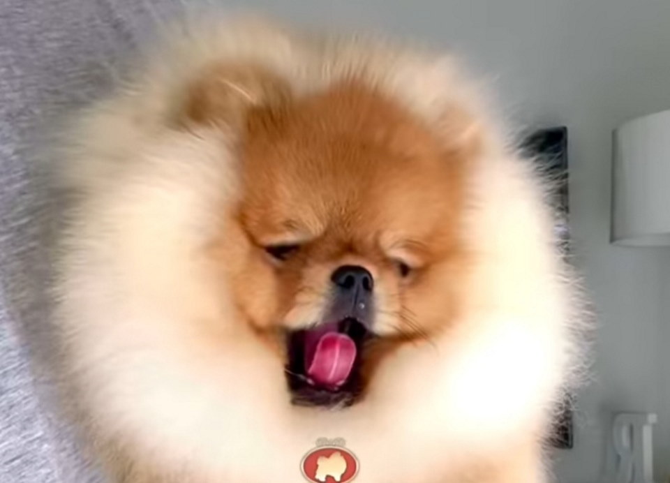 Najlepsi Pomeranci Boo