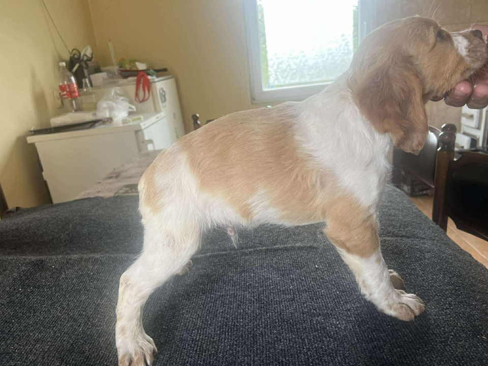 EPANJEL BRETON stenci na prodaju