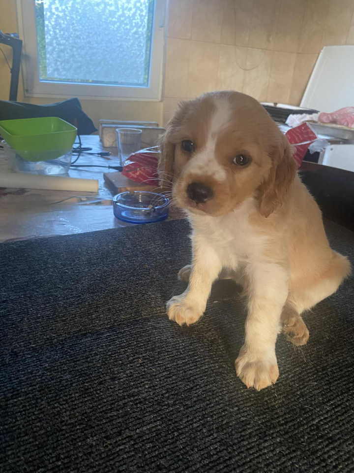 EPANJEL BRETON stenci na prodaju