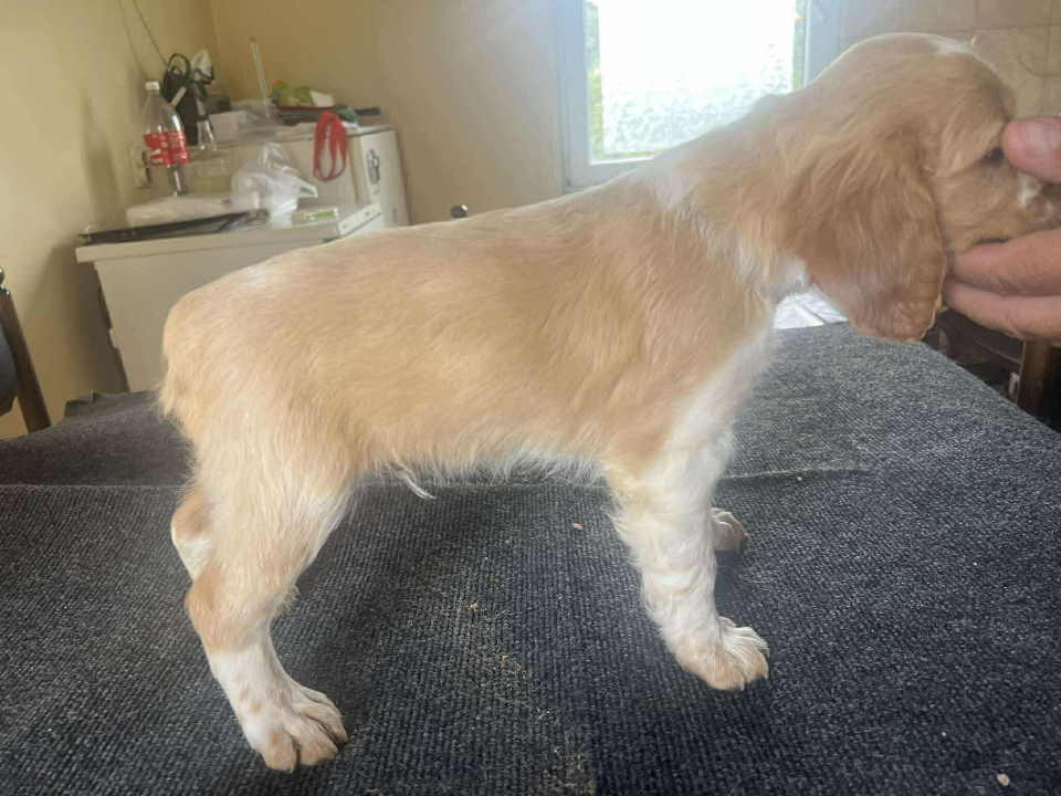 EPANJEL BRETON stenci na prodaju