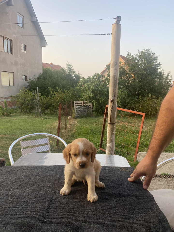 EPANJEL BRETON stenci na prodaju