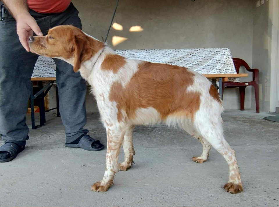 EPANJEL BRETON stenci na prodaju
