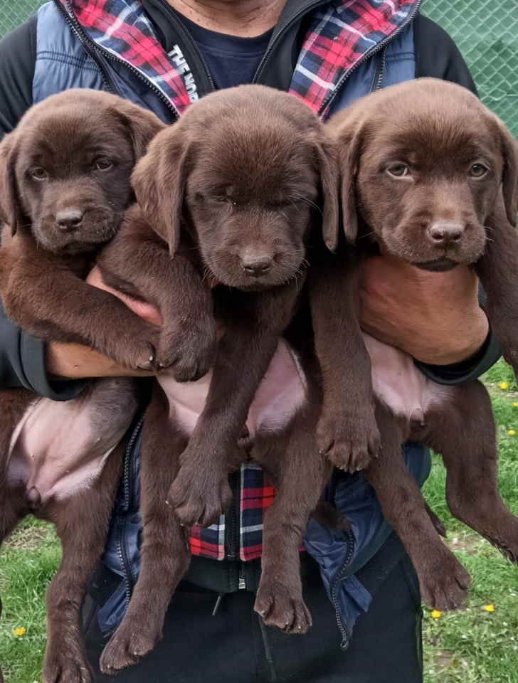 Na prodaju, čokoladni labradori, vrhunskog kvaliteta