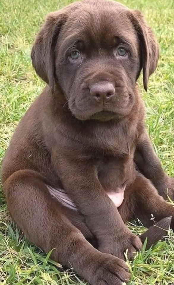 Na prodaju, čokoladni labradori, vrhunskog kvaliteta