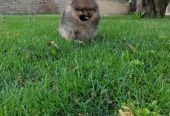 Pomeranac PRELEPI štenci