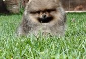 Pomeranac PRELEPI štenci