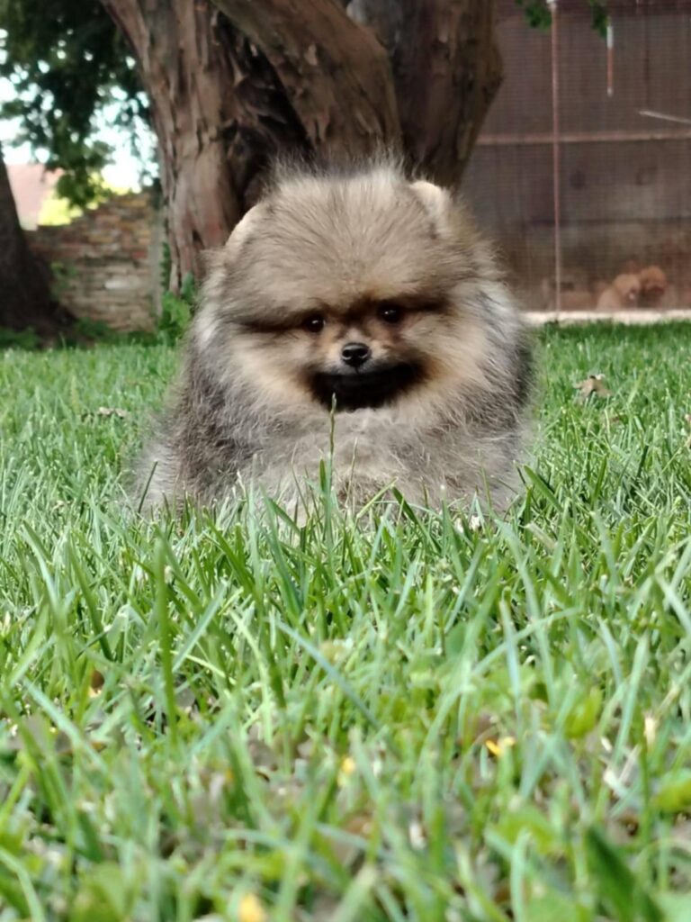 Pomeranac PRELEPI štenci