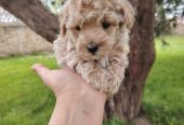 Maltipoo stenci