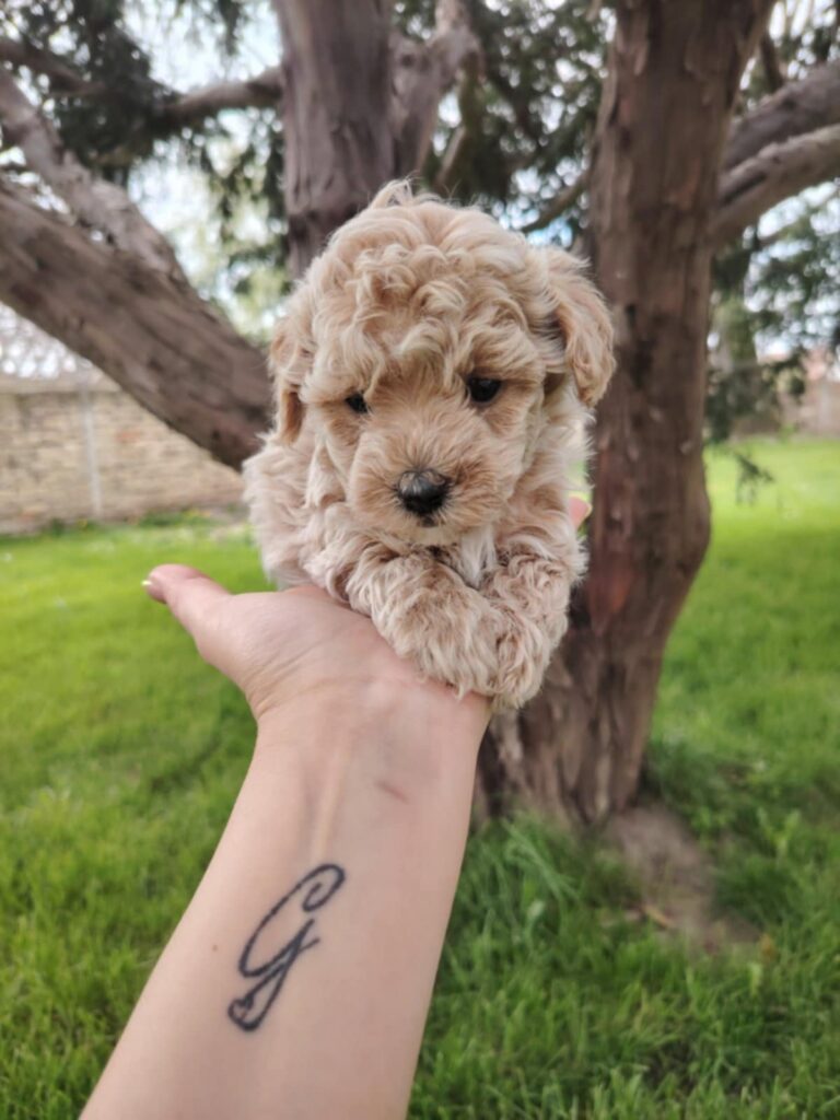 Maltipoo štenci