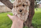 Maltipoo štenci