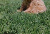Maltipoo stenci