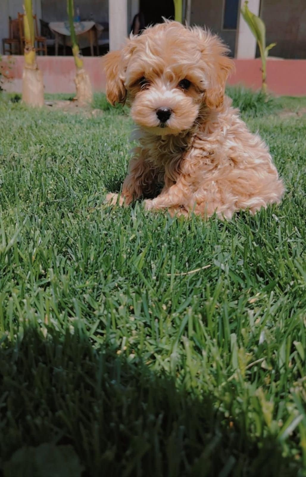 Maltipoo stenci
