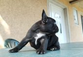 Francuski buldog štenci