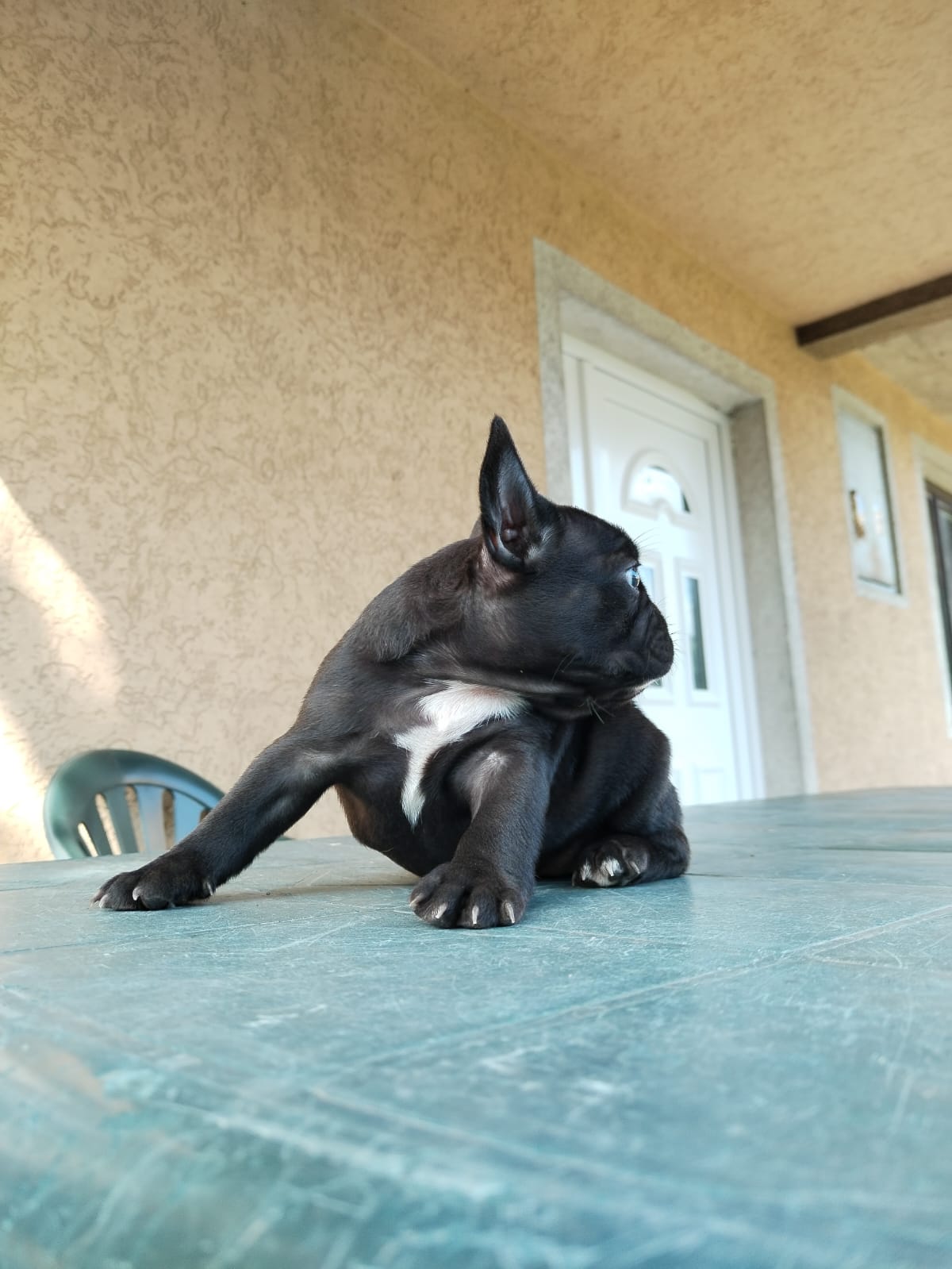 Francuski buldog štenci