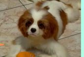 Dostupni štenci Cavalier King Charles spanijela