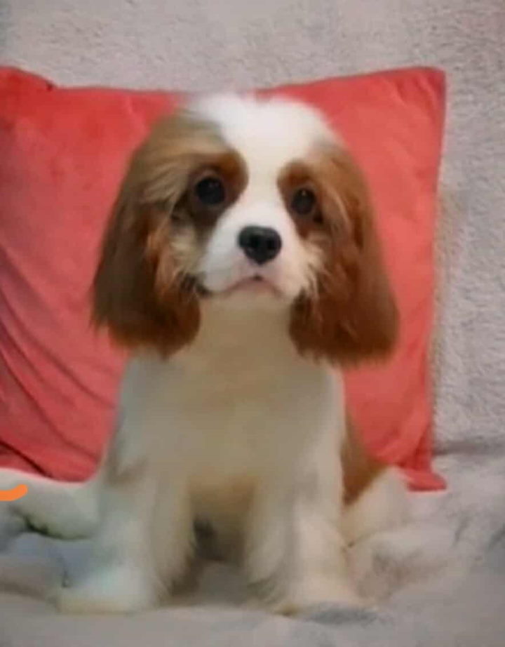 Dostupni štenci Cavalier King Charles spanijela
