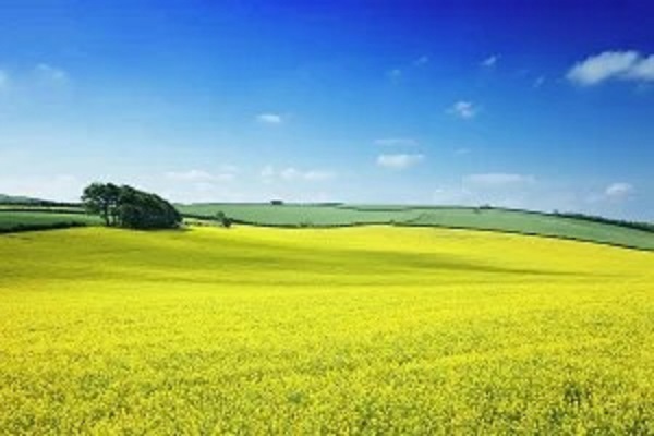 Perko seme – Stočni kelj AKCIJA