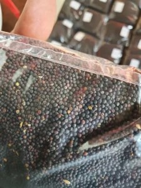 Perko seme – Stočni kelj AKCIJA