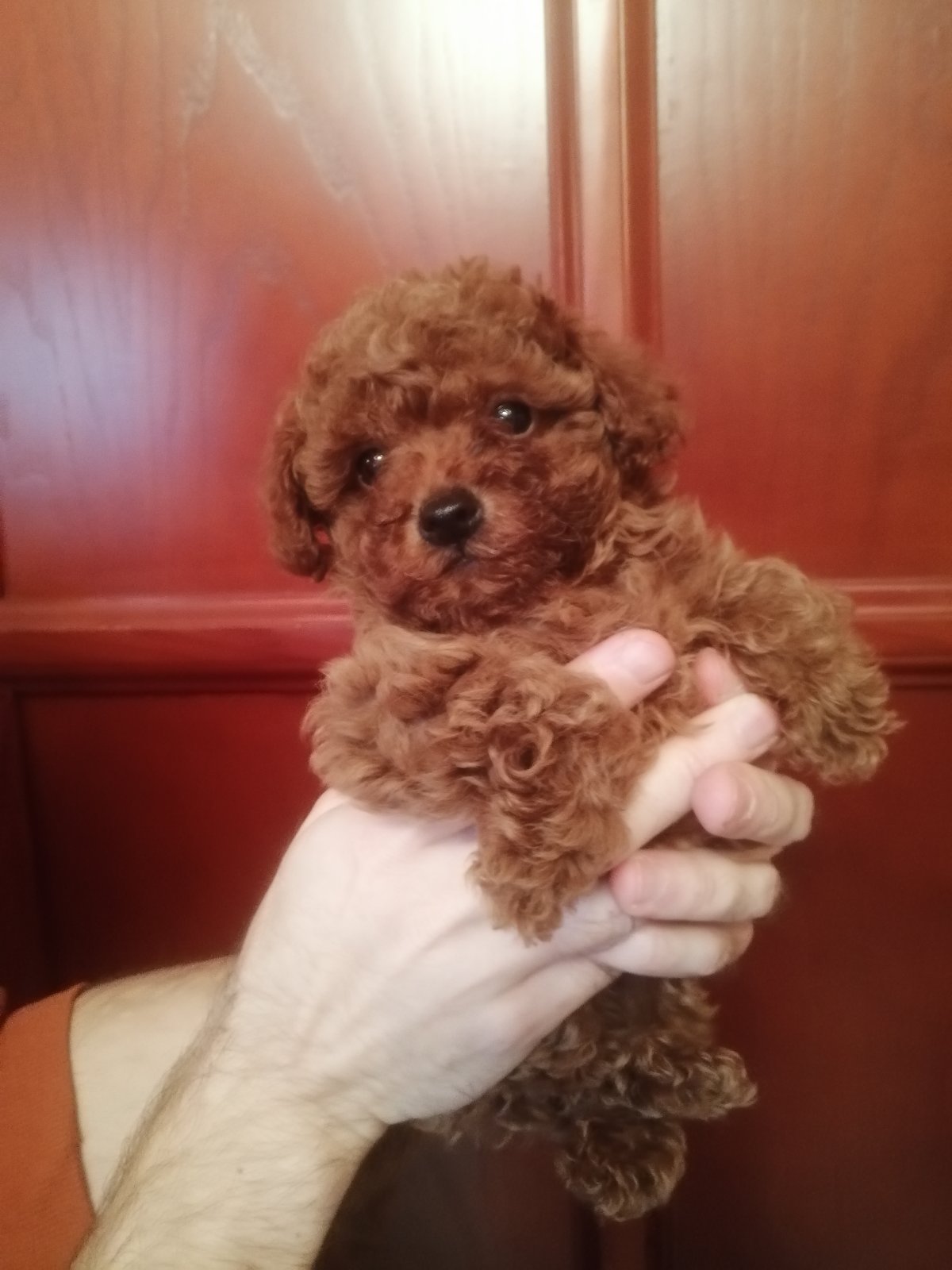 Prelepe patuljaste i toy pudle