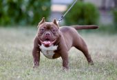 Microbully štenci