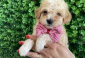 Maltipoo štenci