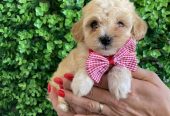 Maltipoo štenci