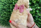 Maltipoo štenci