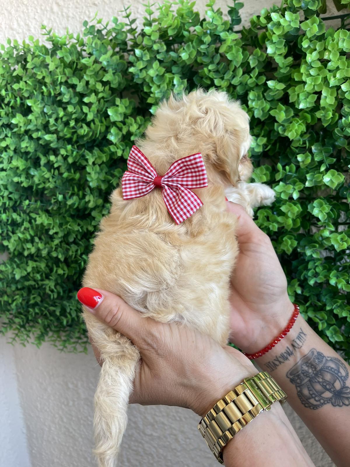 Maltipoo štenci