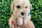Maltipoo štenci