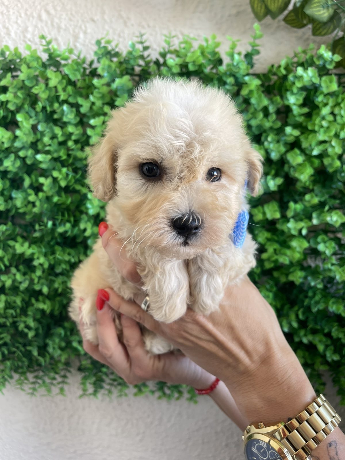 Maltipoo štenci