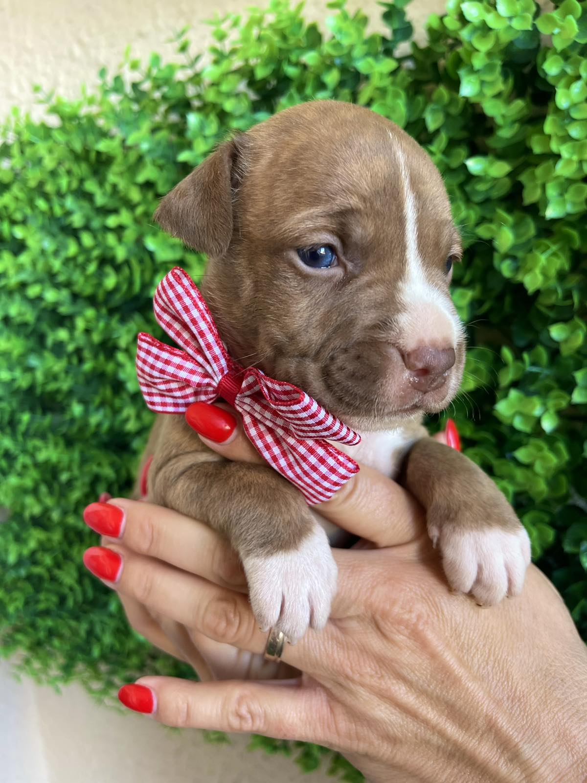 Pit Bul Terijer štenci