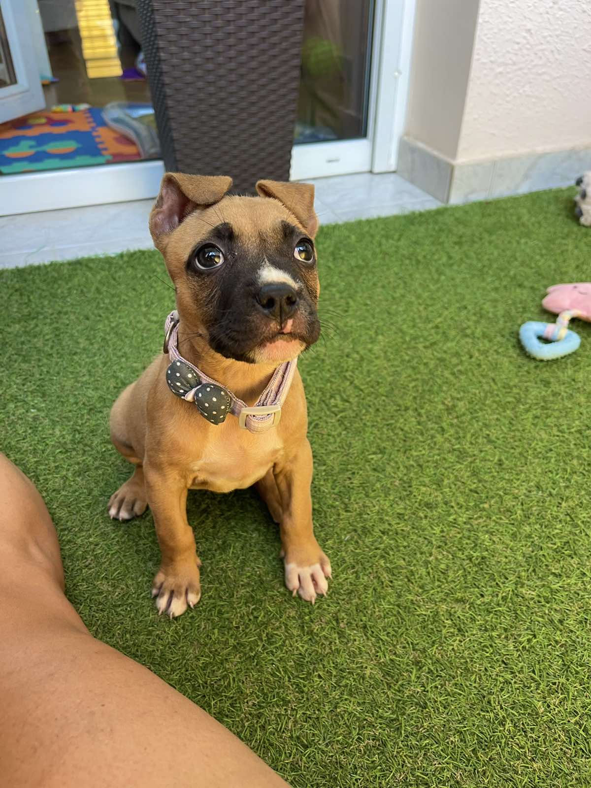 Pit Bul Terijer štenci