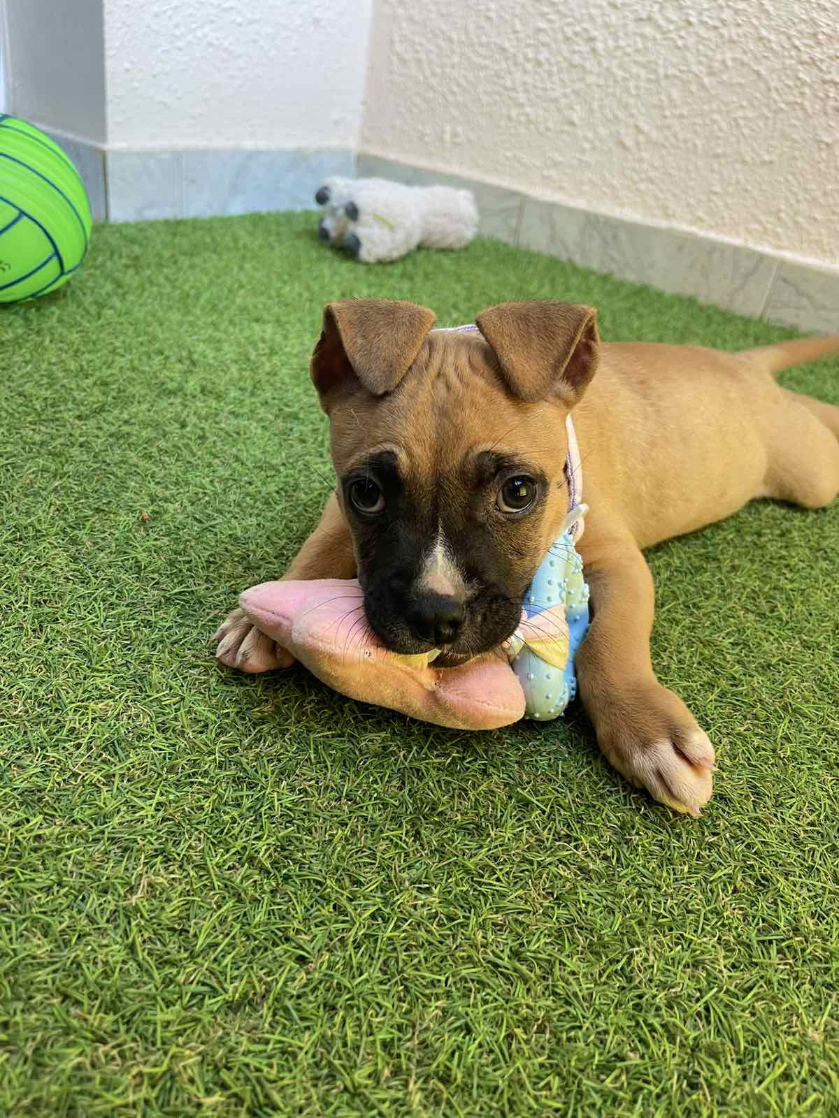 Pit Bul Terijer štenci