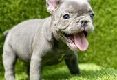 Francuski buldog plavi štenci