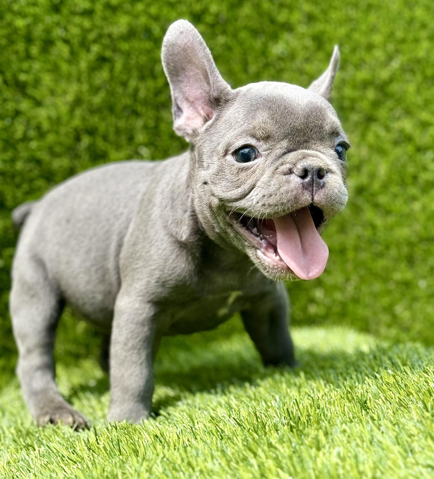 Francuski buldog plavi štenci