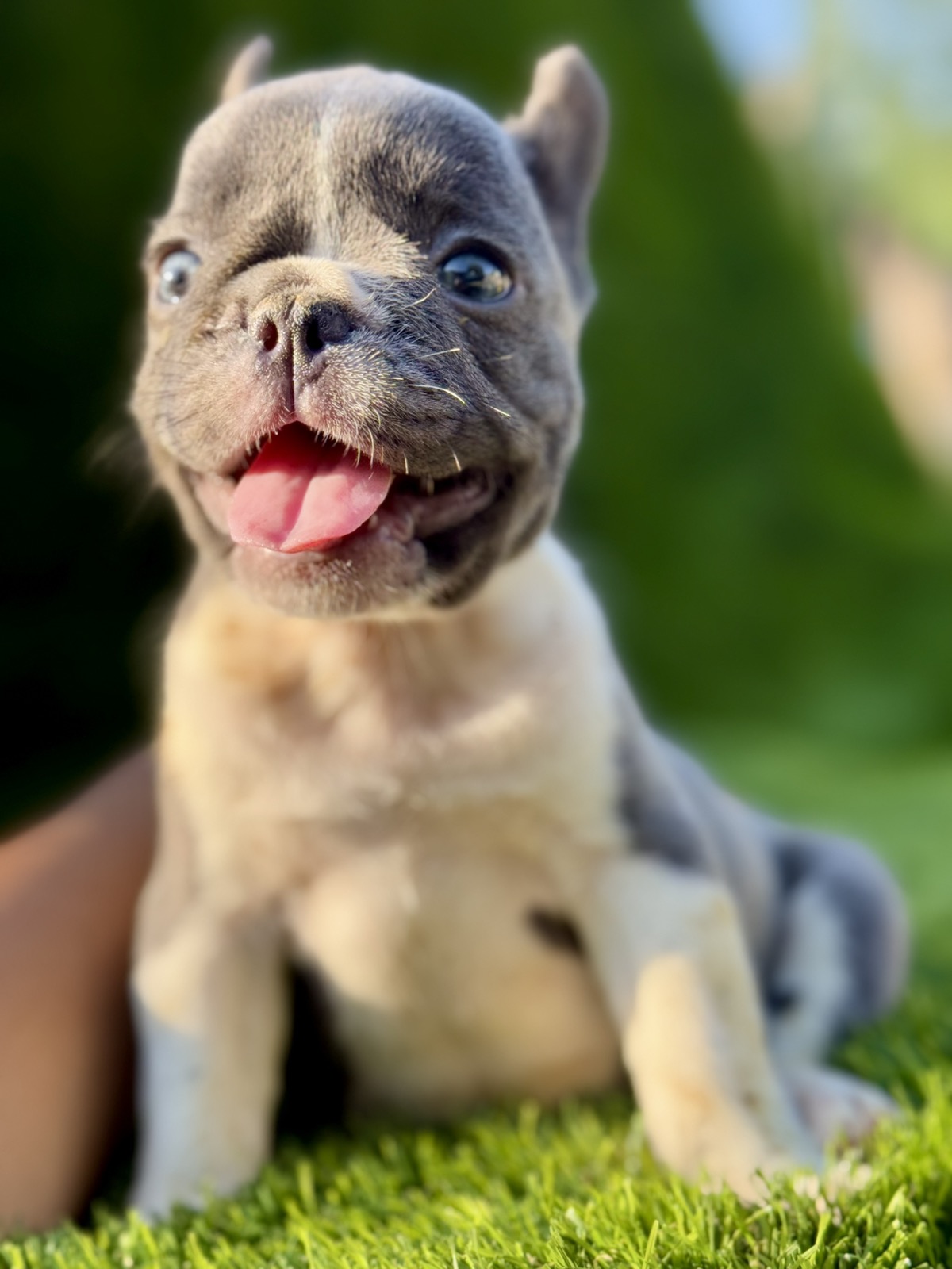 Francuski buldog plavi štenci