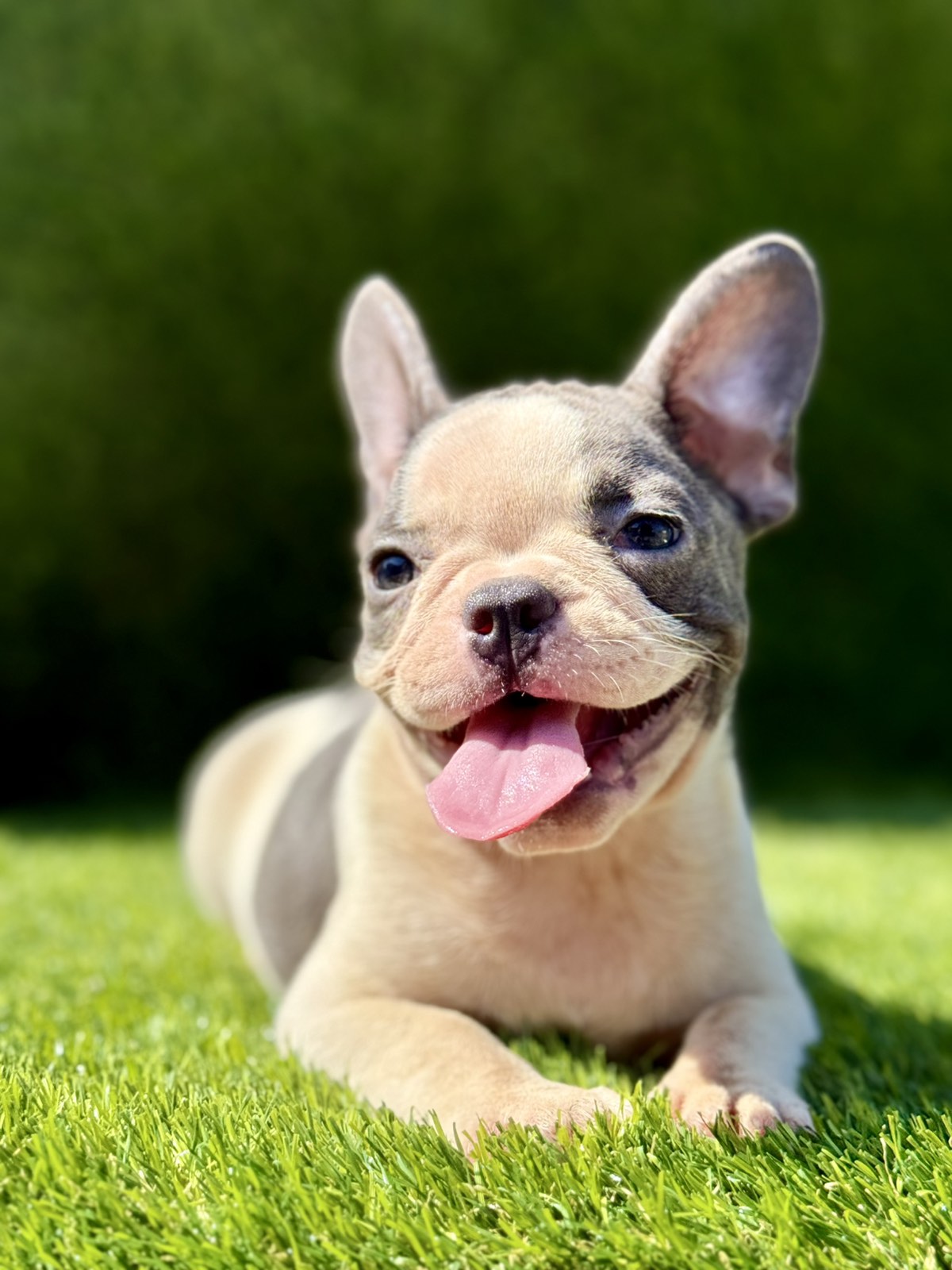 Francuski buldog plavi štenci