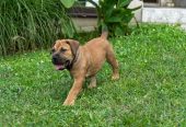 Južnoafrički mastif – Boerboel štenci