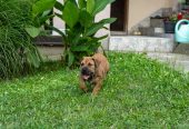 Južnoafrički mastif – Boerboel štenci