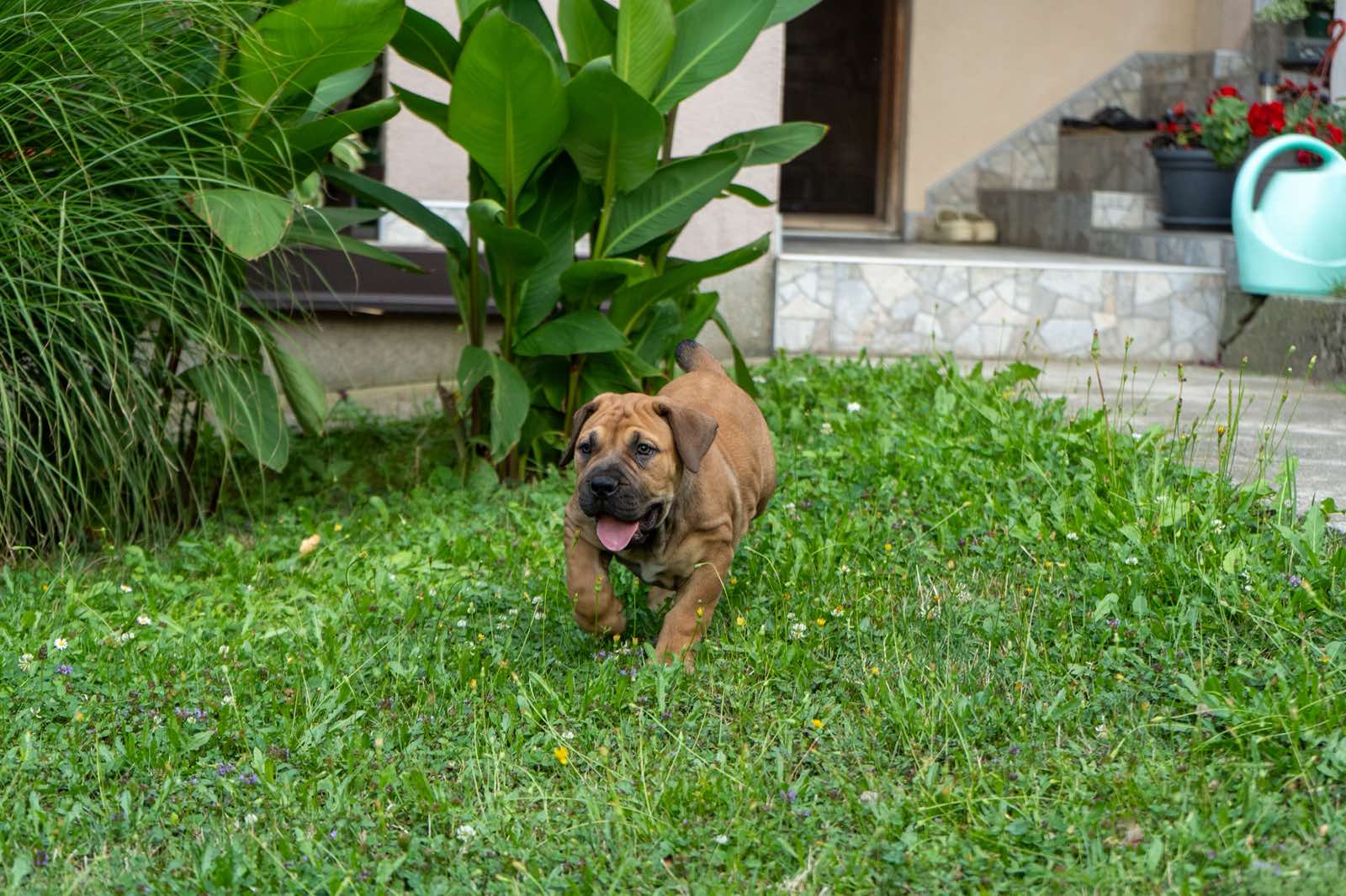 Južnoafrički mastif – Boerboel štenci