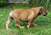 Južnoafrički mastif – Boerboel štenci