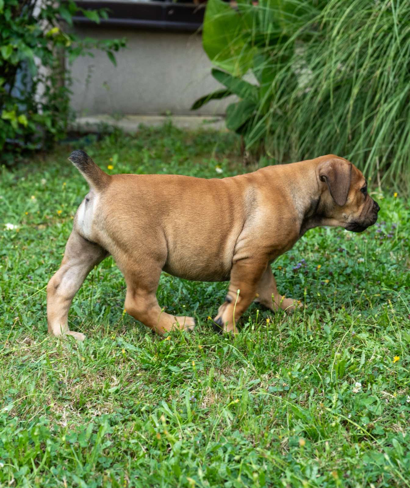 Južnoafrički mastif – Boerboel štenci