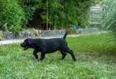 Južnoafrički mastif – Boerboel štenci