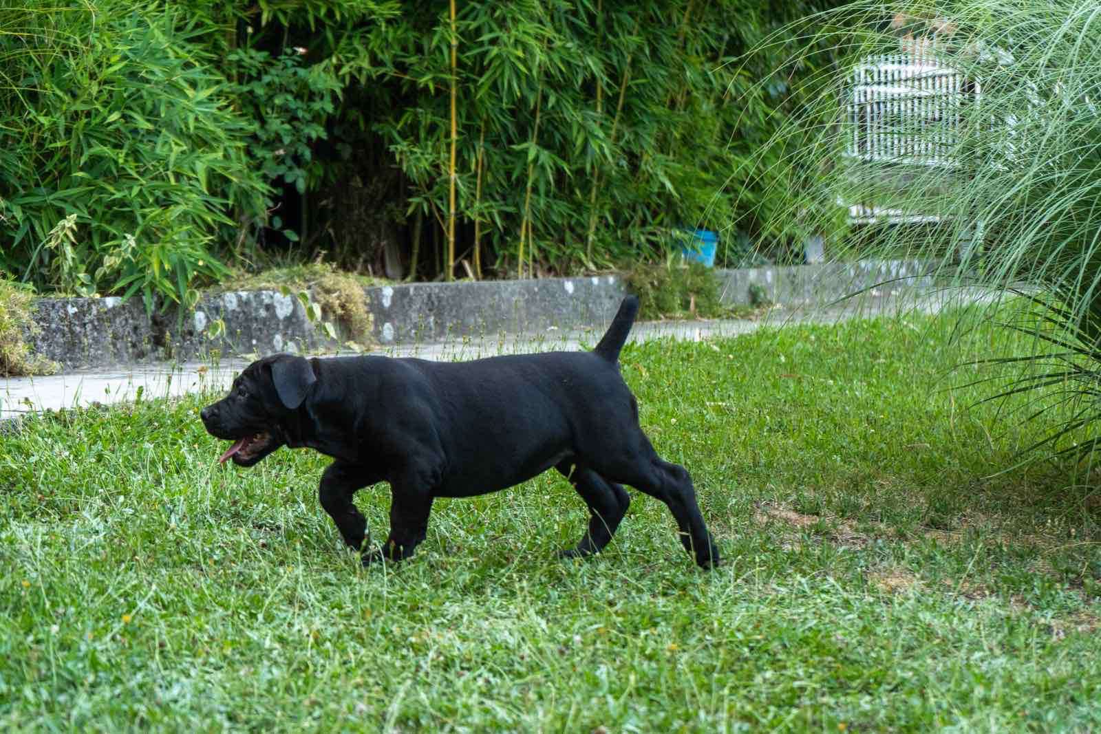 Južnoafrički mastif – Boerboel štenci