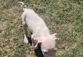 Dogo argentino prelepi štenci
