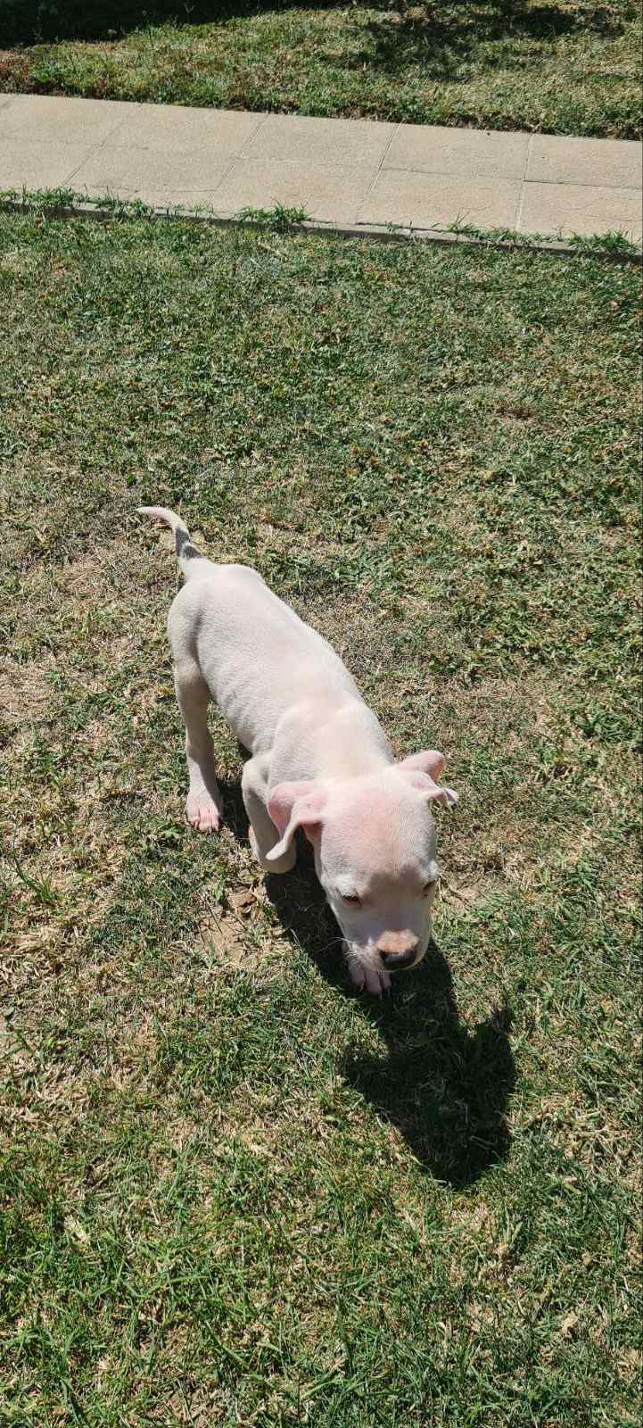Dogo argentino prelepi štenci