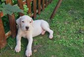 Dogo argentino prelepi štenci
