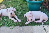 Dogo argentino prelepi štenci
