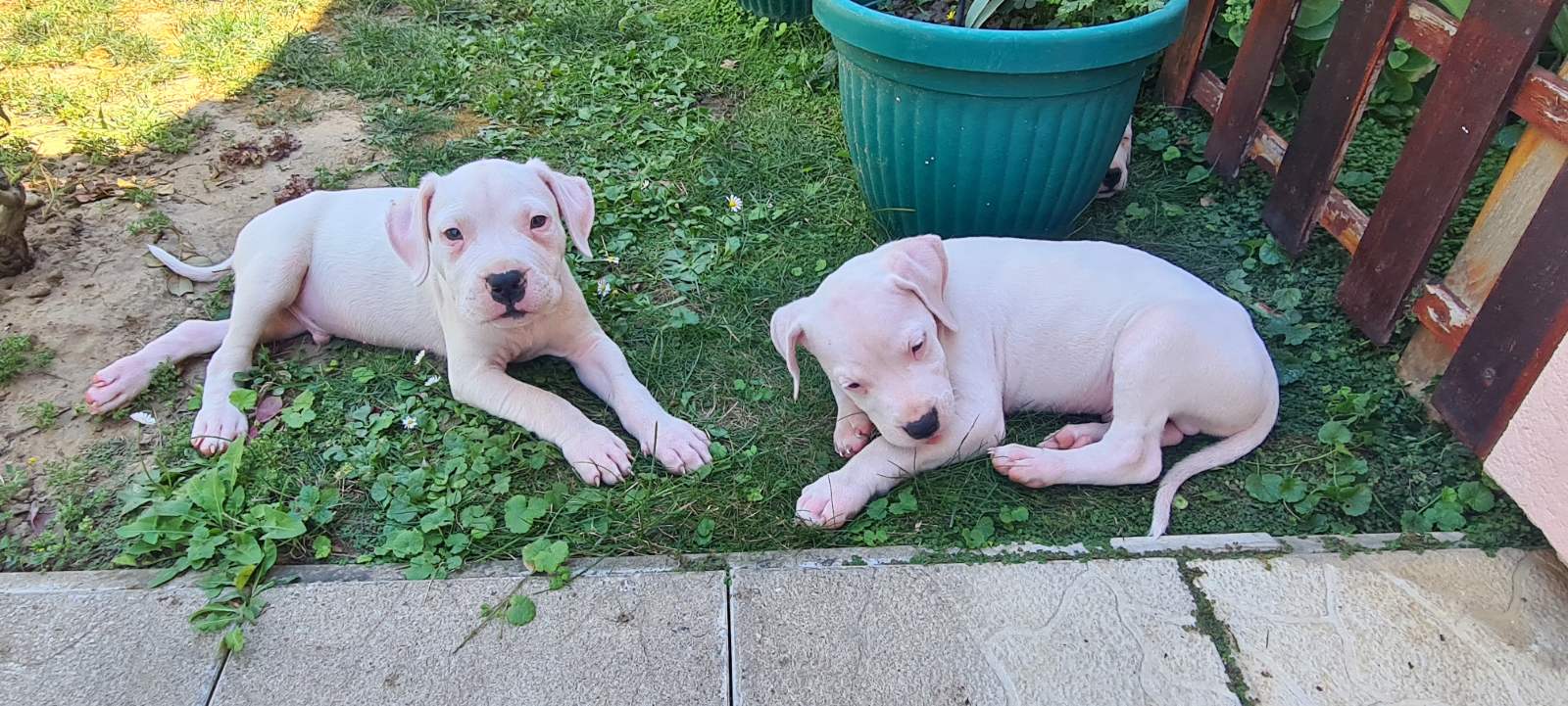 Dogo argentino prelepi štenci
