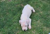 Dogo argentino prelepi štenci